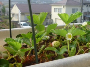 ベランダのプランターイチゴ