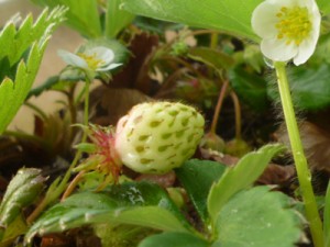 白い花が咲き、小さな実がふくらみはじめたところですね