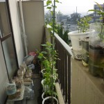 これはリンゴでしょうか