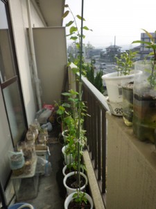 これはリンゴでしょうか