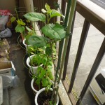 梨かな？丸い葉っぱがイキイキと広がっています