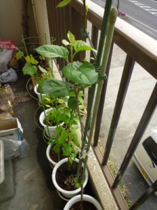 梨かな？丸い葉っぱがイキイキと広がっています