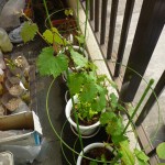 これはブドウですね、若葉のグリーンがきれいです