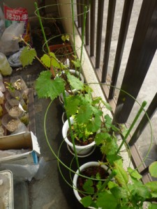 これはブドウですね、若葉のグリーンがきれいです