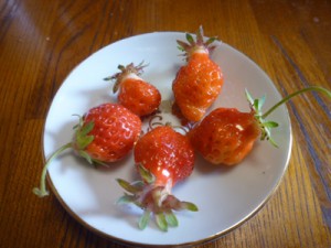 今朝の収穫、イチゴです！