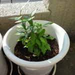 これは柑橘類でしょうか