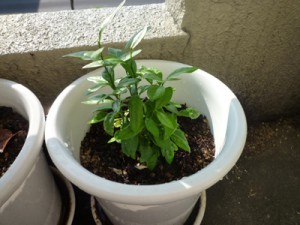 これは柑橘類でしょうか