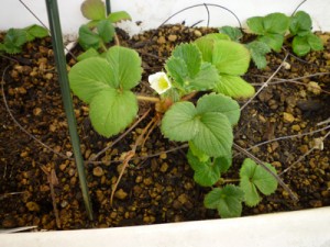 勝手に四季生り状態のイチゴ