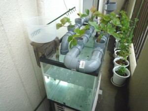 ベランダでイチゴの水耕栽培にチャレンジ！