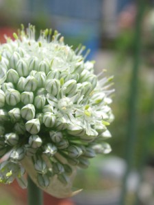 ベルギーエシャロットの花