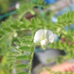 白いひよこ豆の花