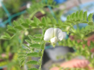 白いひよこ豆の花