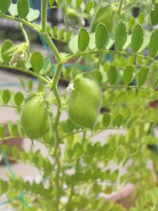 ひよこ豆のさや、かわいい！