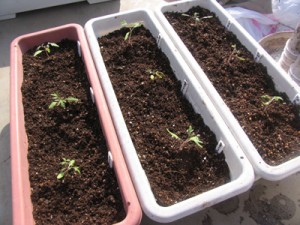 4月10日、プランターに植え替え