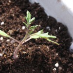 草丈は7～8センチくらいかな