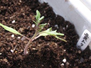 草丈は7～8センチくらいかな