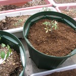 発芽から二ヶ月、さらに大きな鉢に植え替え