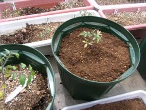 発芽から二ヶ月、さらに大きな鉢に植え替え