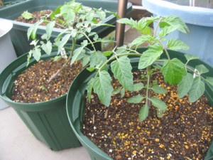 植替えから10日でこんなに大きくなりました！