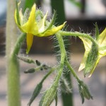 ミニトマトの花が咲き始める