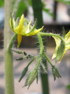 ミニトマトの花が咲き始める