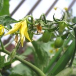 ミニトマトに、小さな青い実が！