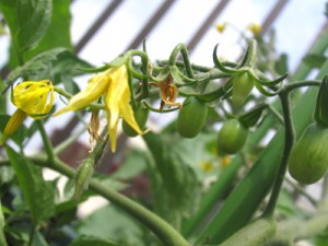 ミニトマトに、小さな青い実が！