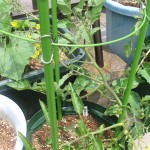 発芽から三ヶ月、背が伸びたので、行灯仕立てにしました