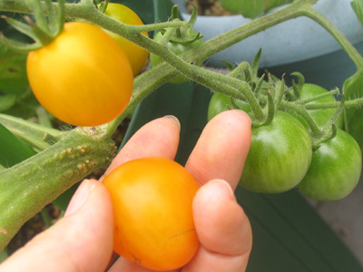 イエローミニトマト初収穫