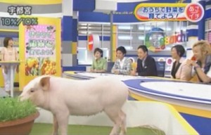 2010年9月1日放送　NHK「あさイチ」　おうちで野菜を育てよう！