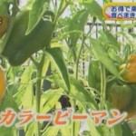 食べまきカラーピーマン