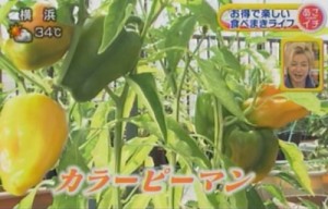 食べまきカラーピーマン