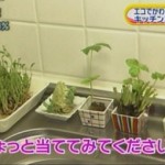 キッチンの片隅で、水栽培される野菜たち