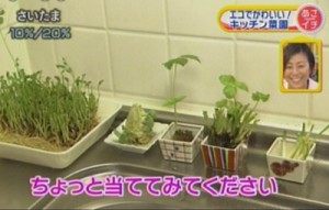 キッチンの片隅で、水栽培される野菜たち