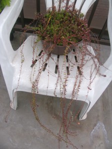 クランベリー発芽から2年7ヶ月