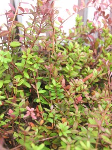 かなりもさもさしてる