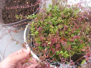 クランベリーの根は浅い