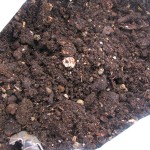 生ゴミ堆肥を投入します！