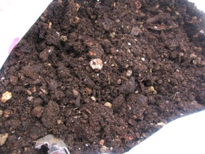 生ゴミ堆肥を投入します！