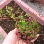 手のひらサイズにちぎって分けて、鉢とプランターに植えつけました