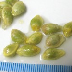 金柑の種、すでに中身が緑色をしてます
