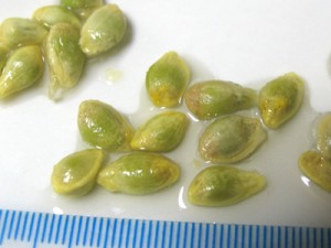 金柑の種、すでに中身が緑色をしてます