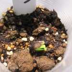 発芽したて、種の皮が割れてきたところ