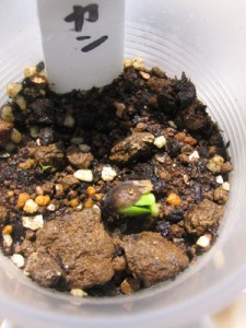 発芽したて、種の皮が割れてきたところ