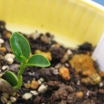 キンカンが発芽しました