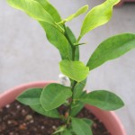 発芽から半年後、11月中旬です