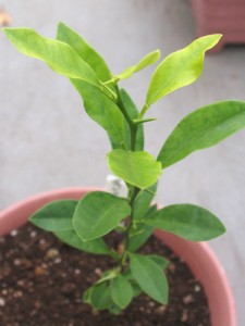 発芽から半年後、11月中旬です