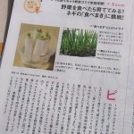 野菜を食べたら育ててみる?ネギの「食べまき」に挑戦!