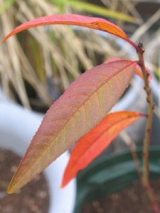 ネクタリンの紅葉