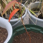 発芽から232日目、ネクタリンを植え替えた